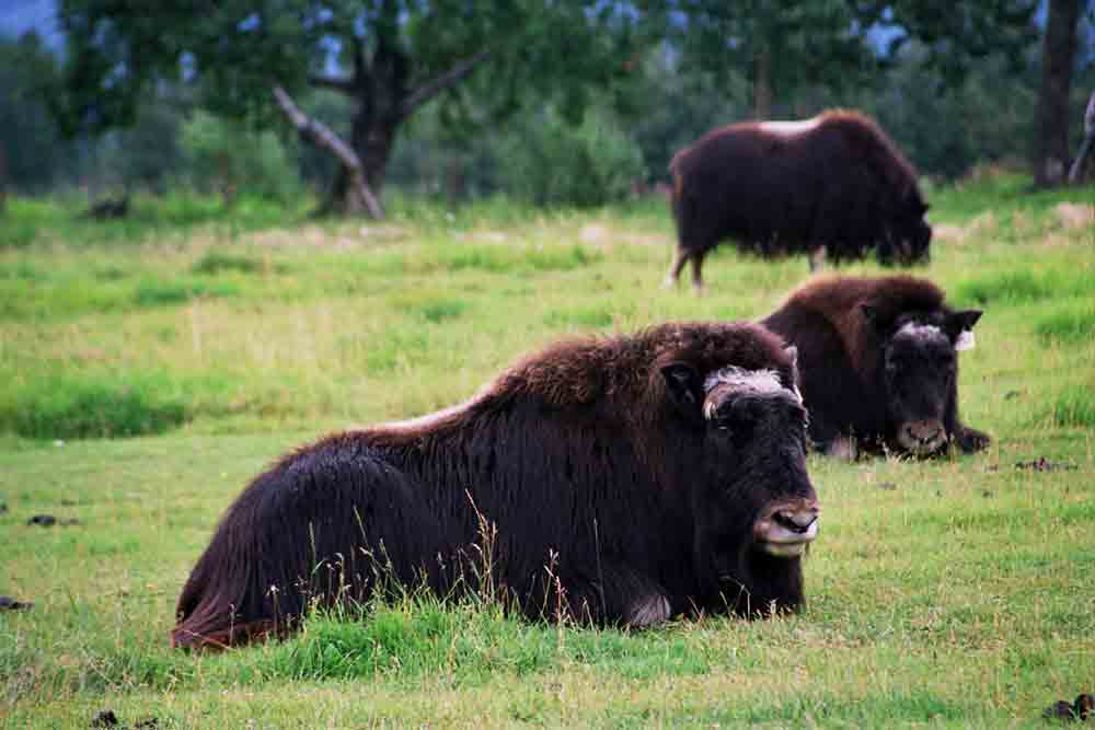 Búfalo Azmizclero - Alaska - EEUU 1.jpg